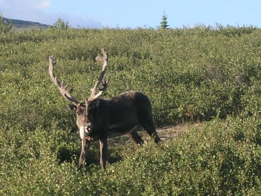 Denali Caribou 2.JPG