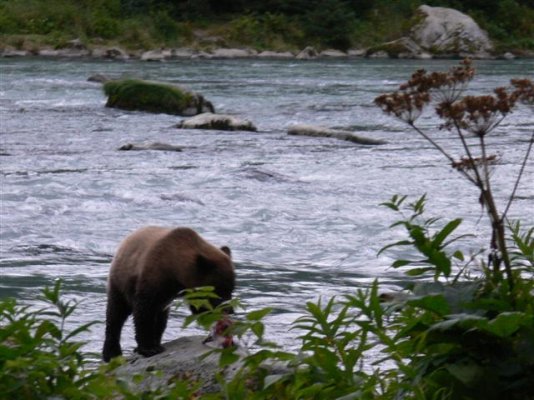 Haines nite bears29 (Small).JPG