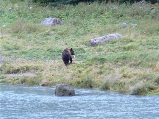 Haines nite bears10 (Small).JPG