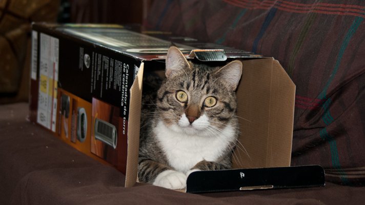 Tarzan in a box.jpg