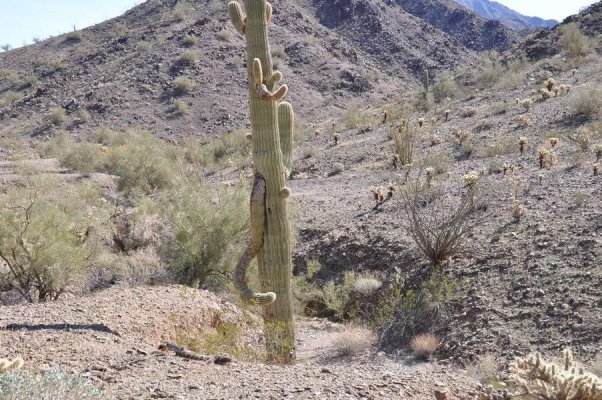 Quartzsite_2012_01_24_163.JPG