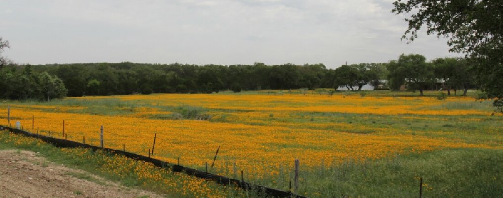 Yellow Field Flowers 1.jpg