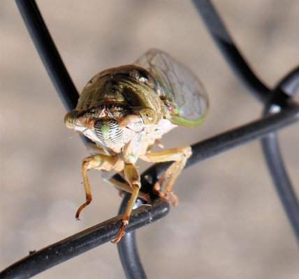 cicada.jpg