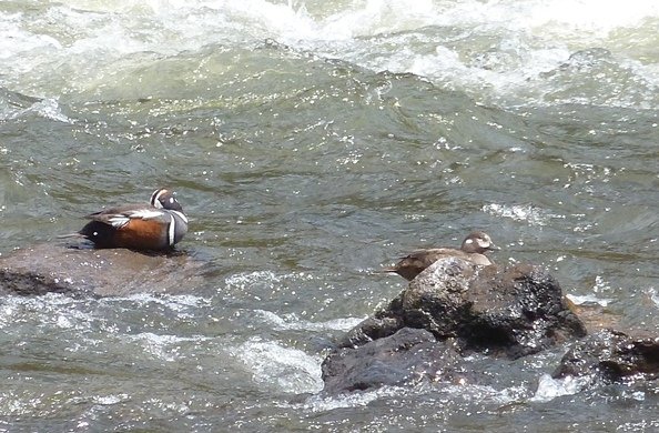 Harlequin ducks.jpg