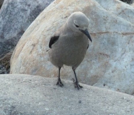 Clark Nutcracker.jpg