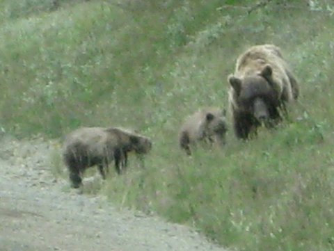 DenaliGrizzly&Cubs.JPG