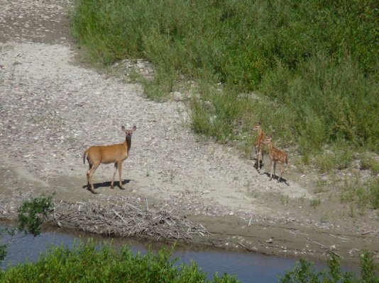 Deer at Cut Bank River (Copy).JPG