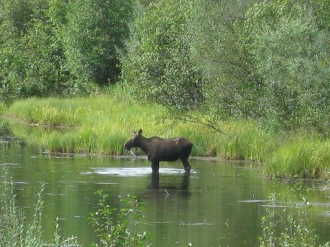 MooseInPond.jpg