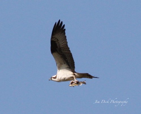 Osprey with Breakfast.JPG