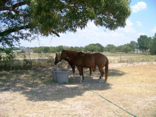 Aug 2nd friends horse farm Canton TX.jpg