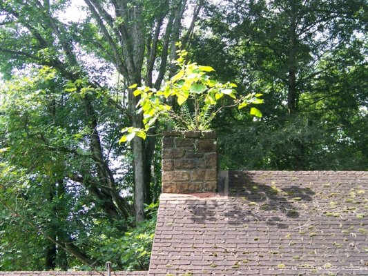 8-11-11 close of tree growing out of chimney.jpg