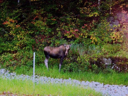 9-2-11  Moose White Mt. N F  Jackson N H 1  .jpg