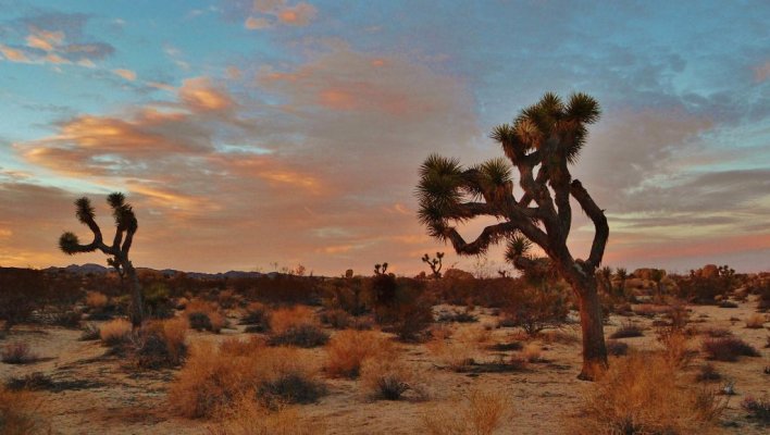 joshuatree25.jpg