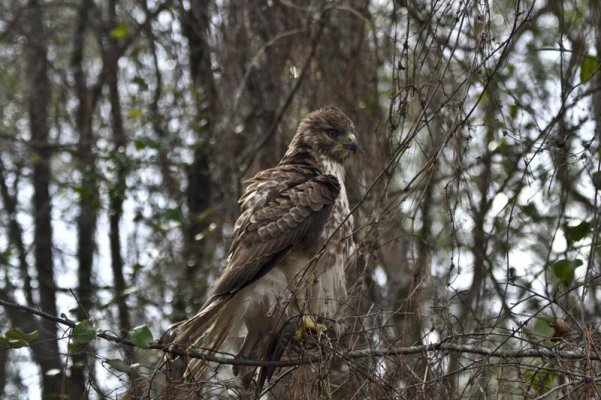 Bald Eaglet2 sm.jpg