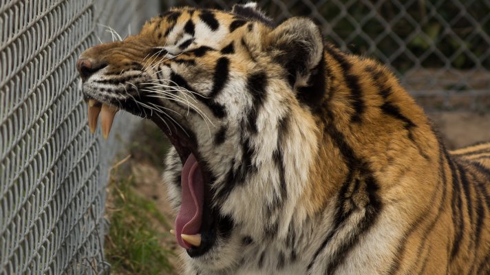 Tiger yawn.jpg