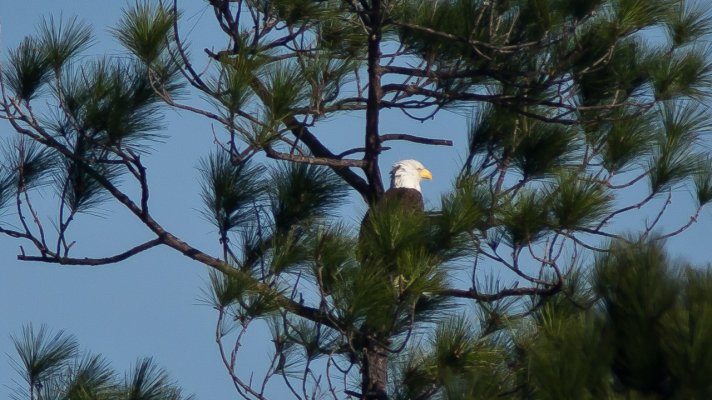 Bald Eagle in a tree.jpg