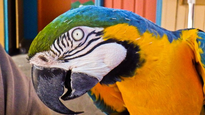 1 Blue and Gold Macaw.jpg