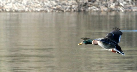 Lake HavasuDuck2.JPG