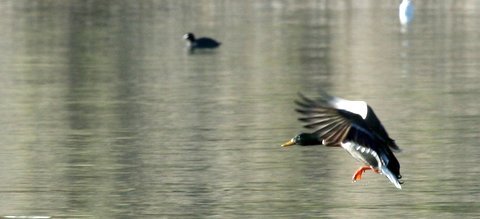 LakeHavasuDuck1.JPG