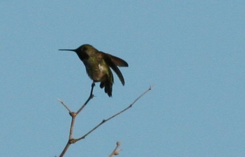 Hummingbird.JPG