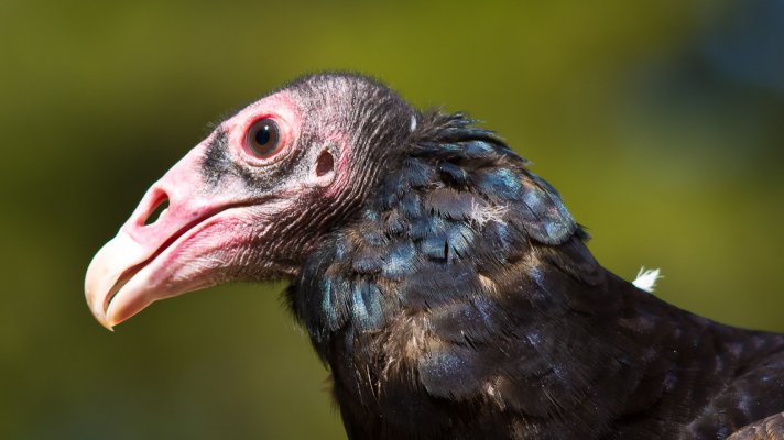 Turkey Vulture portrait.jpg