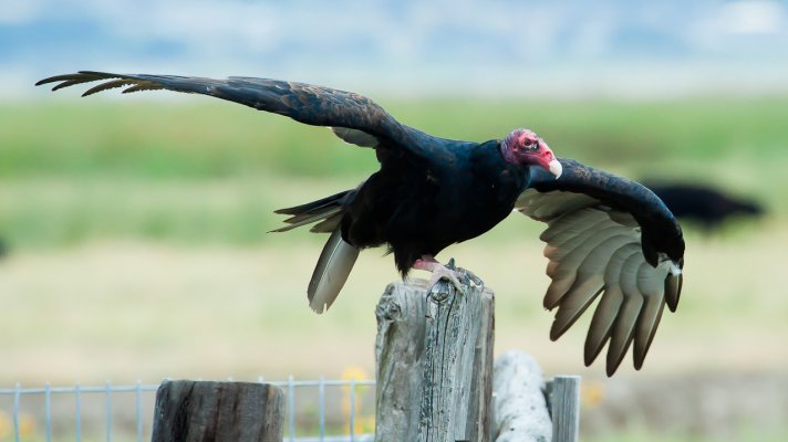 Turkey Vulture on a fence.jpg