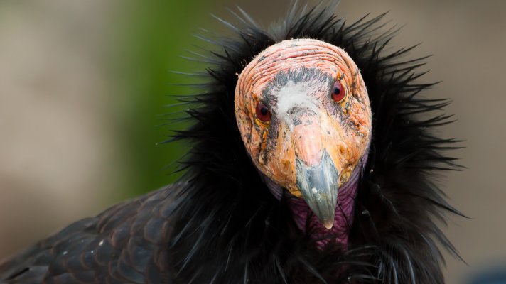 California Condor portrait.jpg