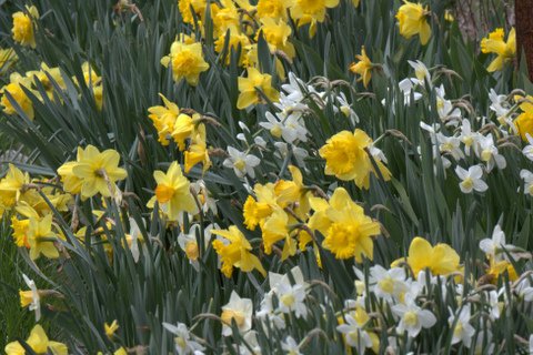Daffodiles in Bloom.jpg