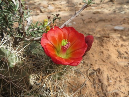 Negro Bill Trail Red Cactus Flower.jpg