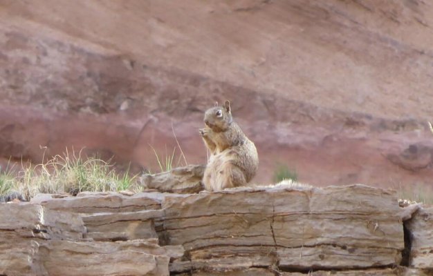 Negro Bill Trail Ground Squirrel.jpg