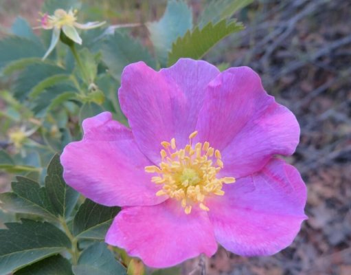 Negro Bill Trail Desert Rose.jpg