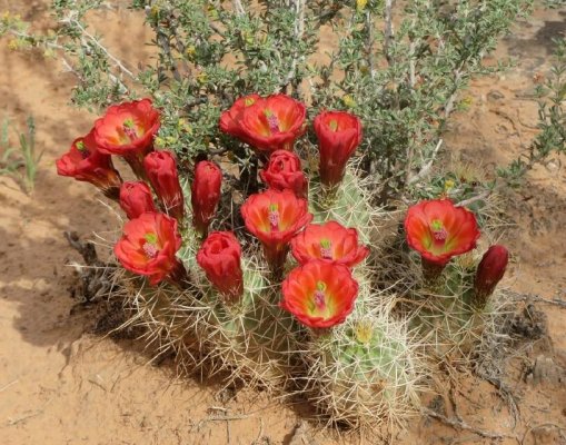 Negro Bill Trail Red Cactus Flowers.jpg