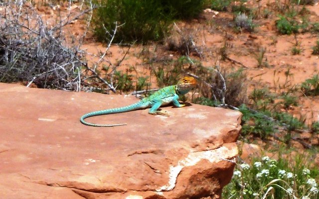 Collared Lizard 1.JPG