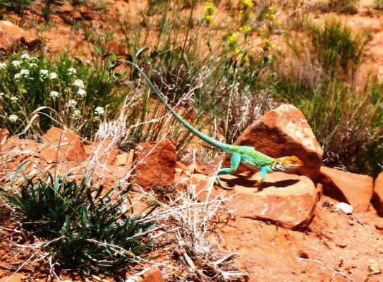 Collared Lizard 2.JPG