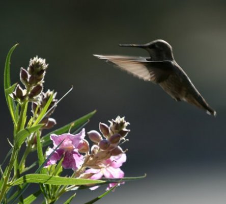 HuBirdCloseUp3.JPG