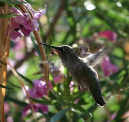 HubirdCloseUp2.JPG