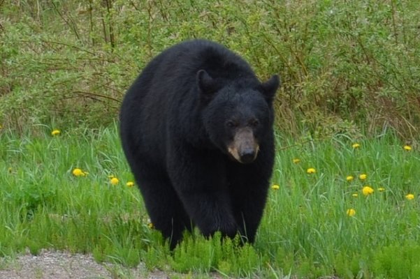 Fort Nelson Bear 002.JPG