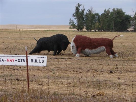 R-hay-ging bulls (Small).JPG