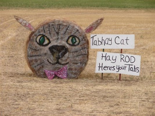 Tab-hay cat (Small).JPG