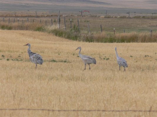 Sandhill cranes (Medium).jpg