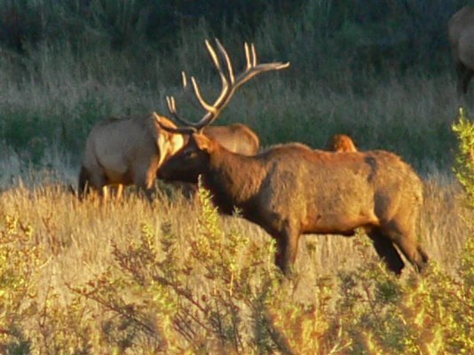 ELK 9-27-1_edited-1 (Medium).jpg