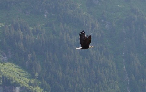 Eagle near Haines.jpg