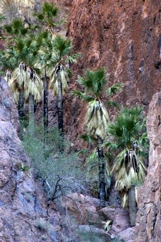 Palm Canyon trip 013 copy (Small).jpg