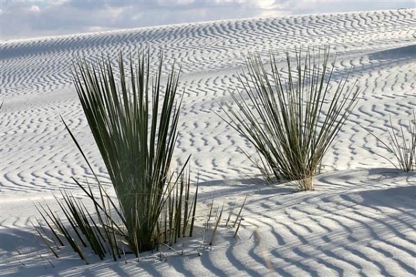 White Sands 2005 063 copy (Small).jpg