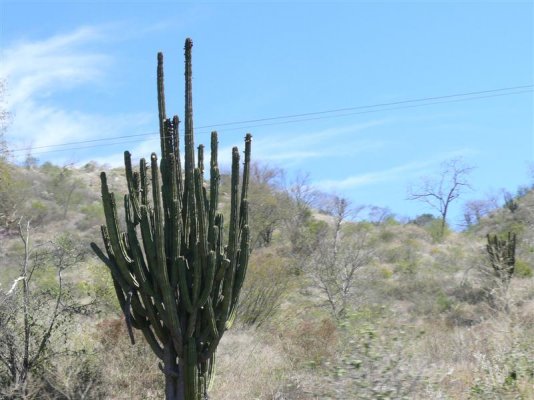 Prickly Pear Cactus (Medium).JPG