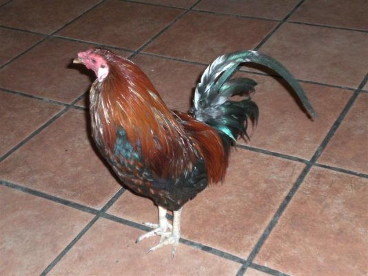 Rooster at Giggling Marlin (Medium).JPG