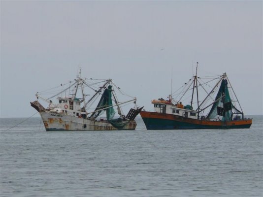 Shrimpers (Medium).JPG