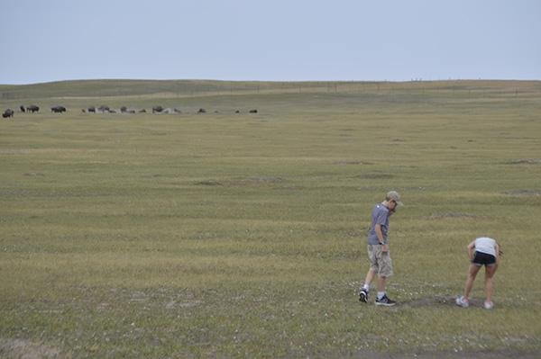 prairie dog field - hay butte.jpg