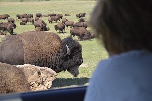 buffalo at custer.jpg