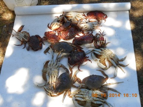 Crabbing In New Port 6-19-14 024.JPG